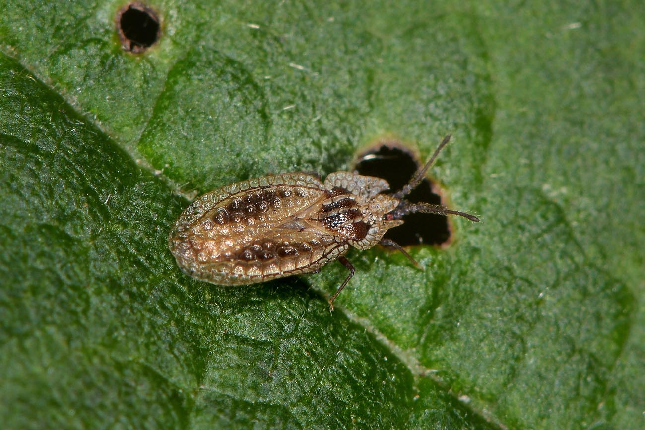 Tingidae: Derephysia sinuatocollis del Piemonte